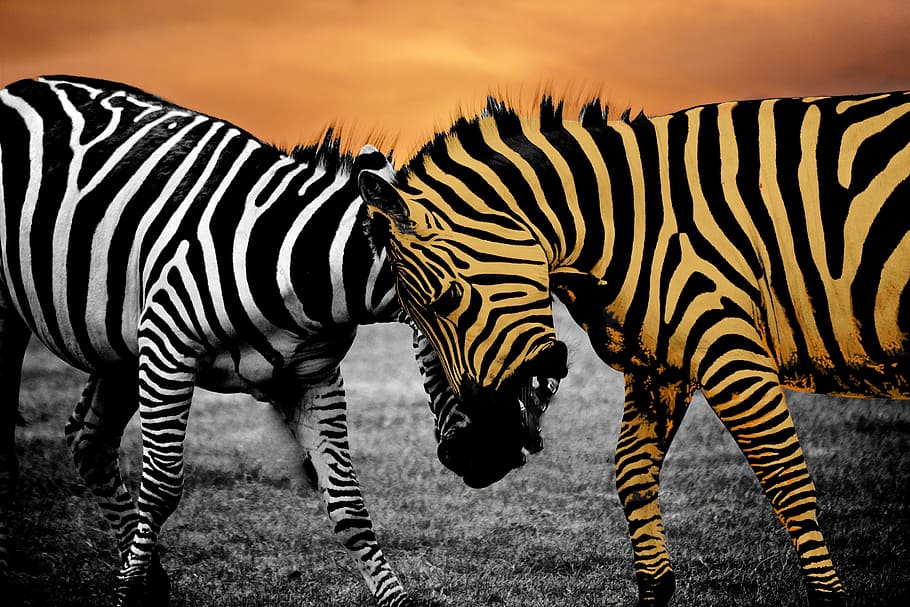 lines, striped, safari animals, tanzania