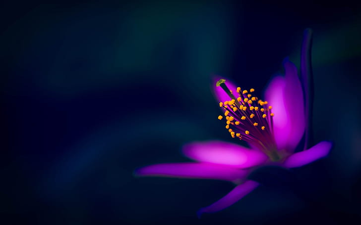 macro, purple, black, flower Free HD Wallpaper