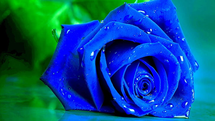 of Blue Roses, Blue Rose, blue rose, rose, flowers Free HD Wallpaper