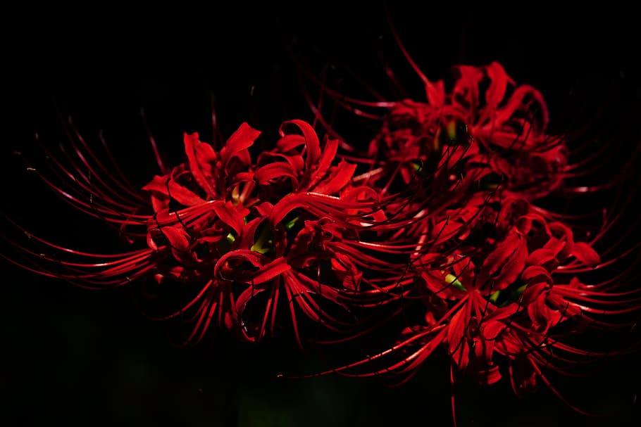 Red Spider Lily Field, night, vulnerability, growth, closeup Free HD Wallpaper