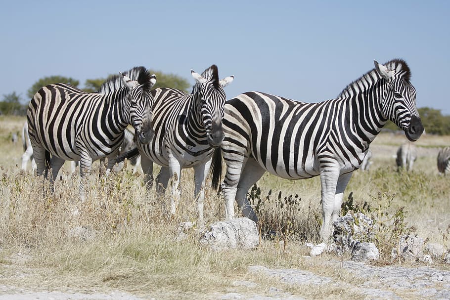 safari animals, safari, horse family, kenya Free HD Wallpaper