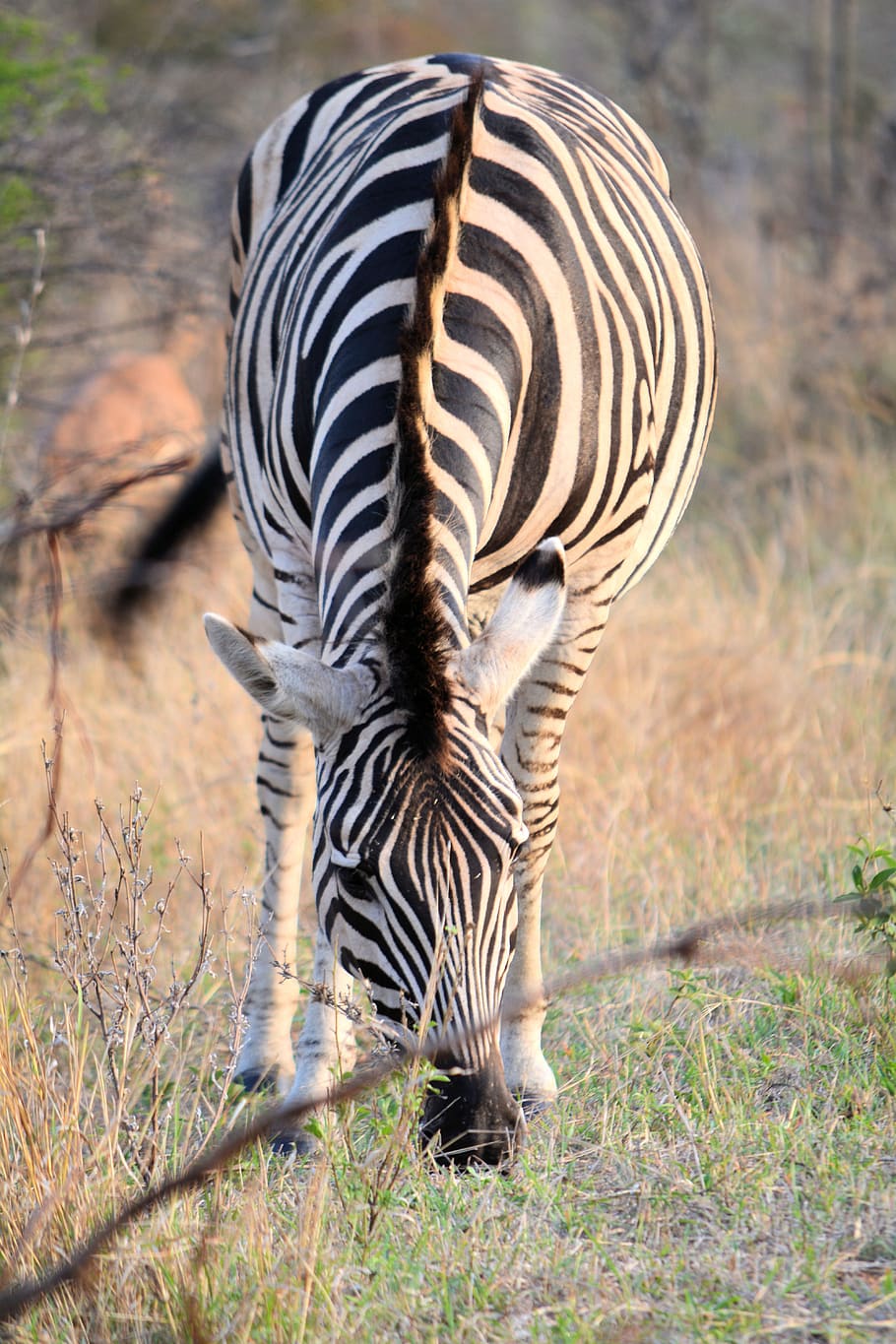 safari, domestic animals, horse family, steppe Free HD Wallpaper