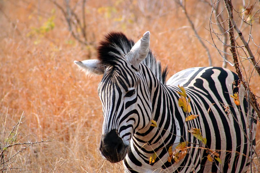 safari, mammal, east africa, horse family Free HD Wallpaper