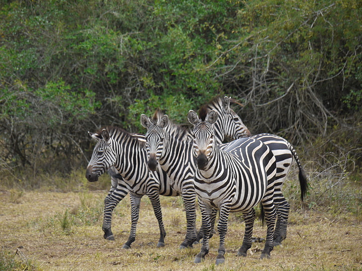 Savannah Zebra, plain, savannah, horse family, national park