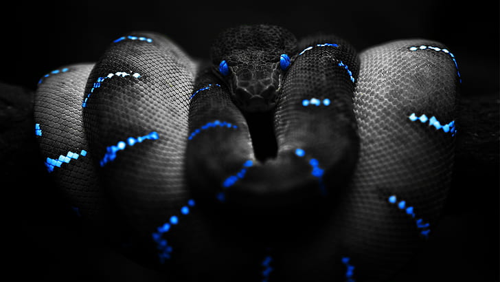 Scorpion, snakes, art, black, black Free HD Wallpaper