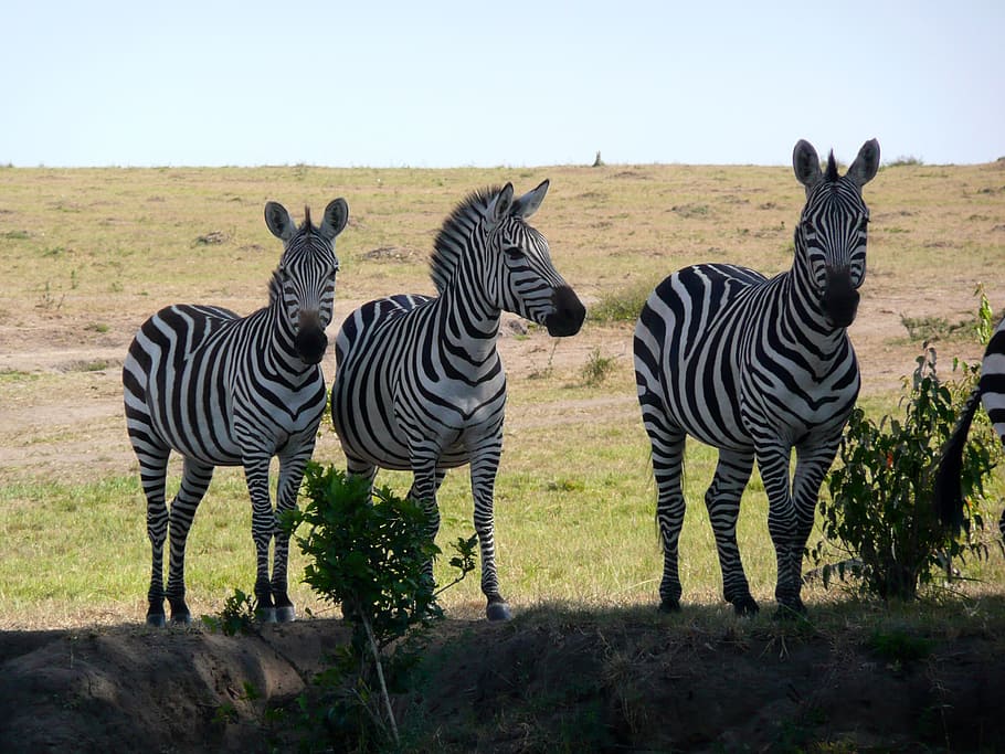 serengeti national park, east africa, national park, landscape Free HD Wallpaper