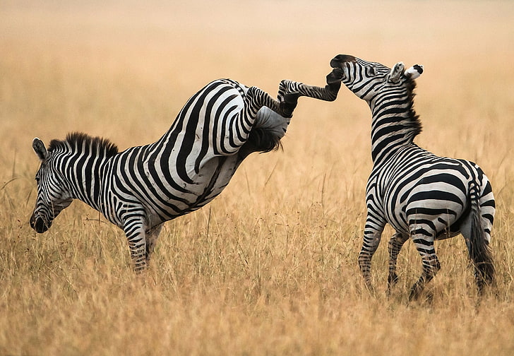 Serengeti National Park Tanzania, steppe, closeup, animals and pets, wildlife reserve Free HD Wallpaper