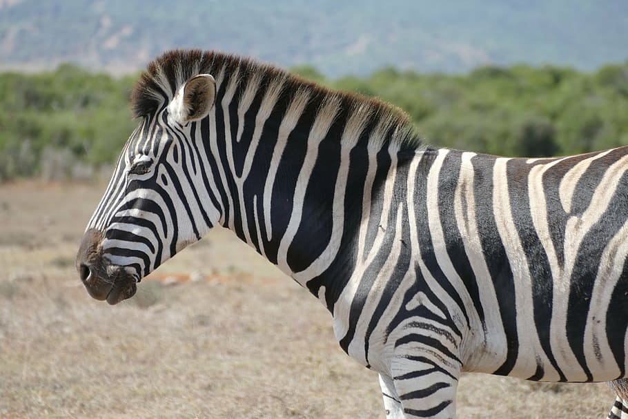 side view, safari animals, day, striped Free HD Wallpaper