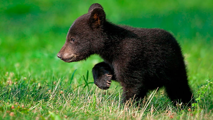 Small Brown Bear, one animal, vertebrate, field, outdoors Free HD Wallpaper