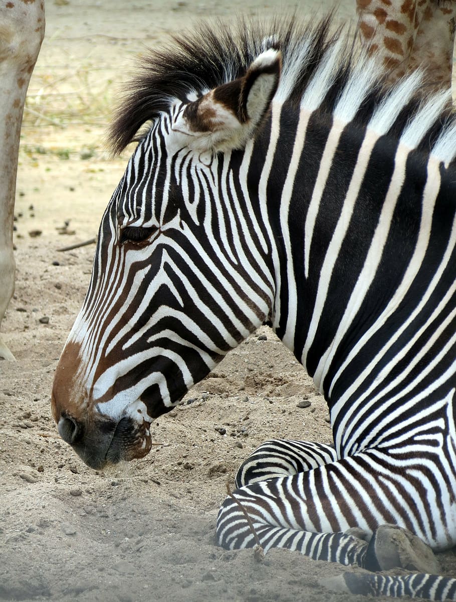 Snap Cards Kids, closeup, mouth open, vertebrate, land Free HD Wallpaper