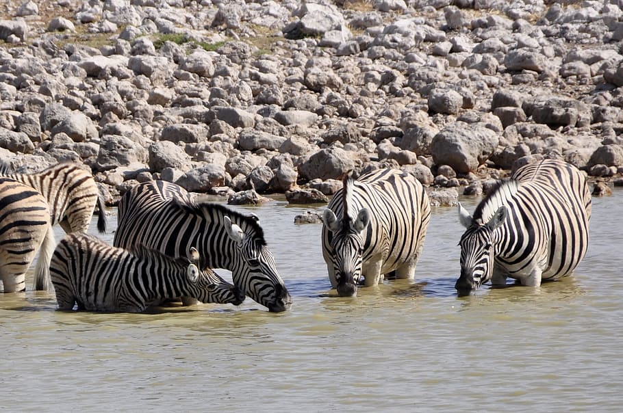 tourism, large group of animals, etosha, serengeti national park Free HD Wallpaper