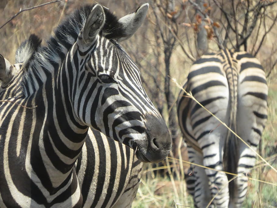 Two Zebras, zoo, animal head, east africa, savannah Free HD Wallpaper