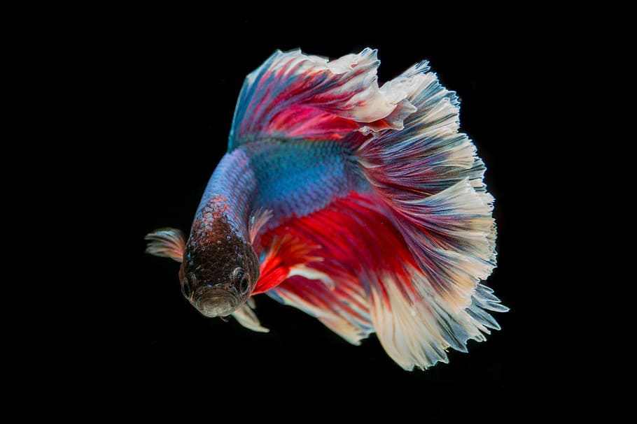 Types of Siamese Fighting Fish, profile view, animals in the wild, swimming, one animal Free HD Wallpaper