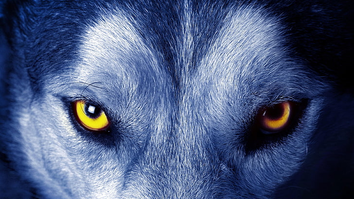 White Wolf Eyes, yellow, eyes, wild, wolf Free HD Wallpaper