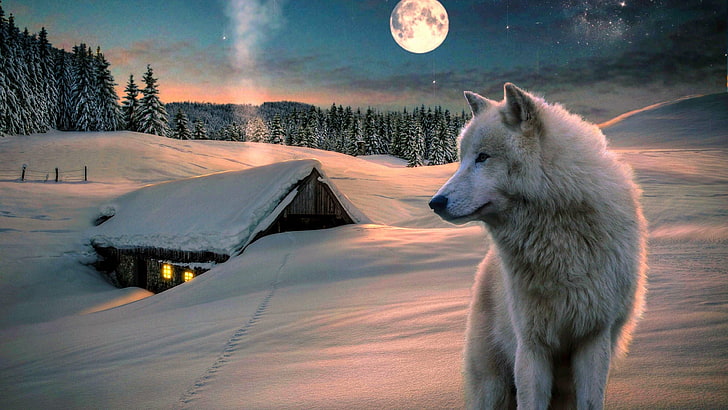 White Wolf HD, fantasy art, night, wildlife, house Free HD Wallpaper