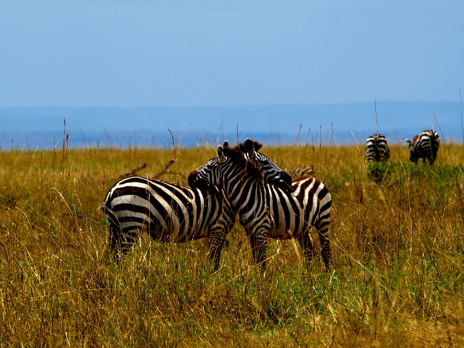 Wild Animals Sunset, land, grass, plain, striped Free HD Wallpaper