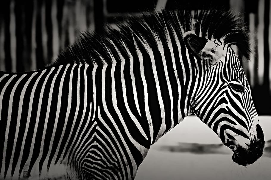 Wild Patterns, no people, closeup, animal wildlife, mammal