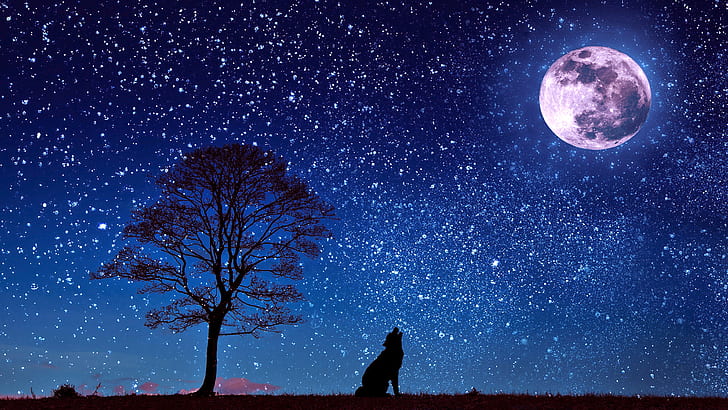 Wolf Howling Full Moon, night sky, moon, howling, wolf Free HD Wallpaper