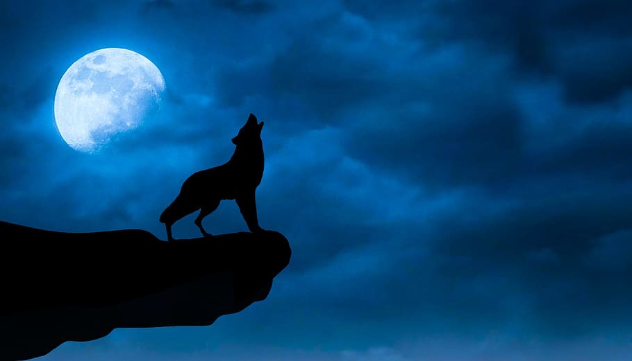 Wolf Moon Art, full moon, photo, animal wildlife, black Free HD Wallpaper