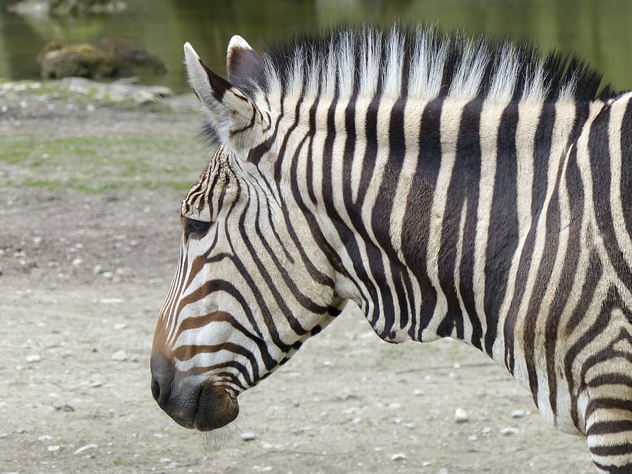 Zebra Animal, one animal, mountain, wilderness area, animals in the wild Free HD Wallpaper