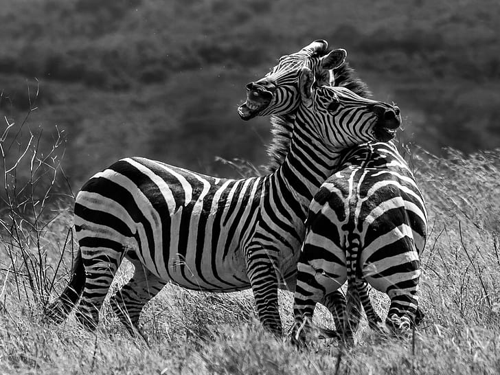 Zebra Boots, zuiko digital, east africa, mammal, tanzania Free HD Wallpaper