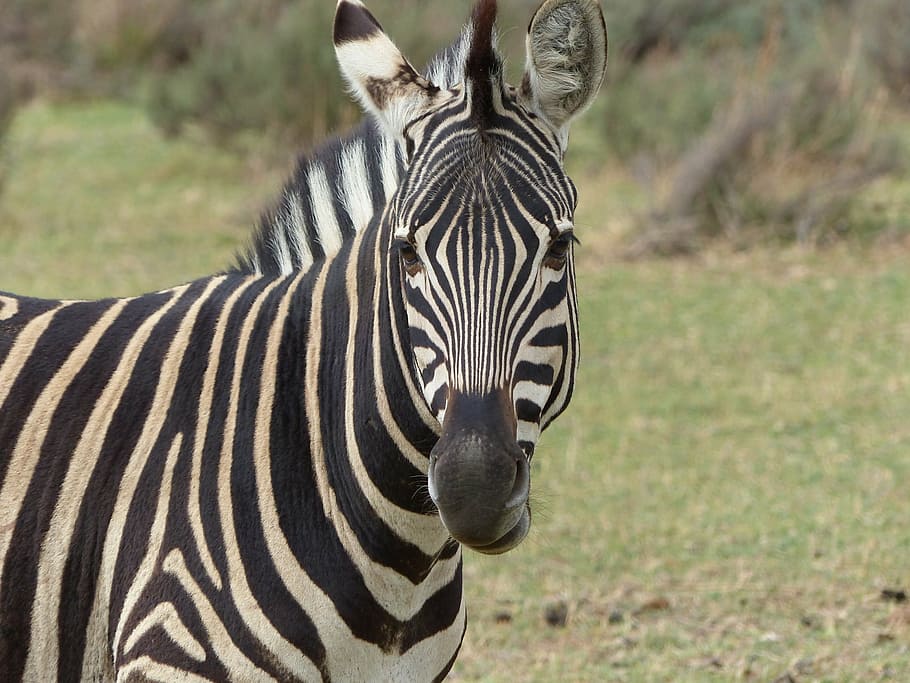 Zebra Crossing, portrait, travel destinations, focus on foreground, outdoors Free HD Wallpaper