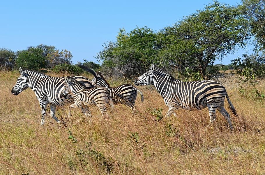 zebra family, family, masai mara, east africa Free HD Wallpaper