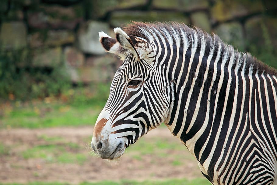 Zebra Head Logo, black color, herbivore, animals in the wild, animal wildlife