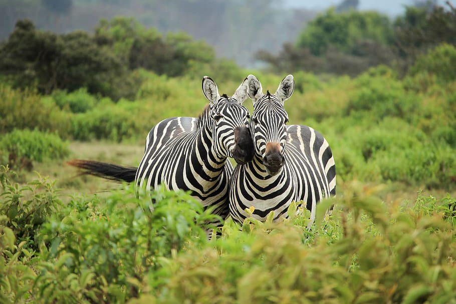 Zebra Herd Behavior, animal wildlife, savannah, animal markings, beauty in nature Free HD Wallpaper