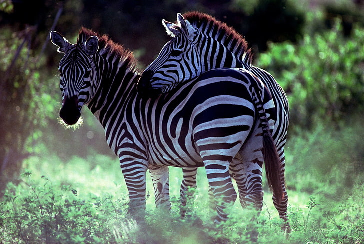 Zebra Hybrid Animals, group of animals, beauty in nature, eco tourism, field Free HD Wallpaper