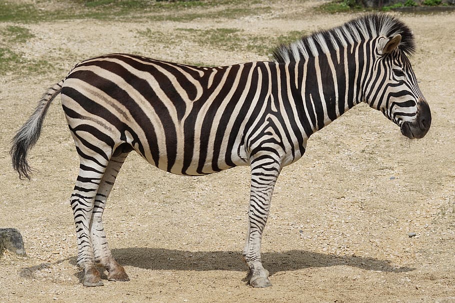 Zebra Location, nature, equus quagga chapmani, animal, vertebrate Free HD Wallpaper