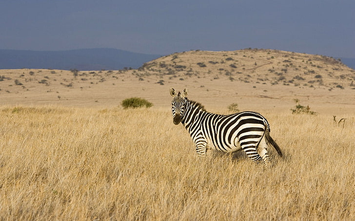 Zebra Mammal, east africa, natural pattern, animal themes, group of animals Free HD Wallpaper