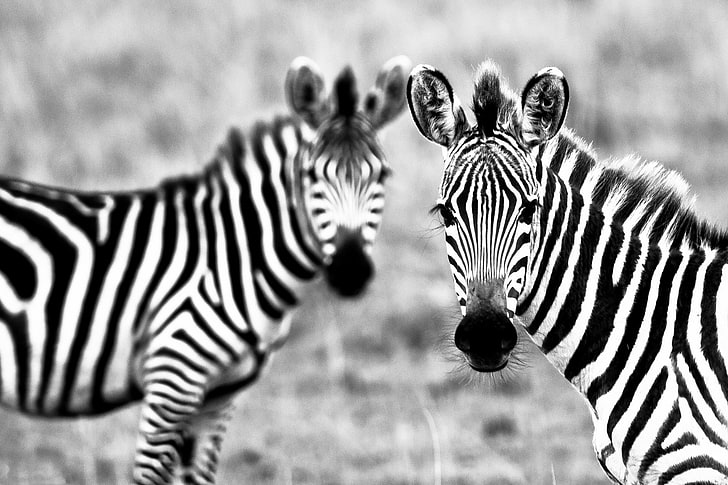 Zebra Portrait, natural pattern, zebra, beauty in nature, prey animal