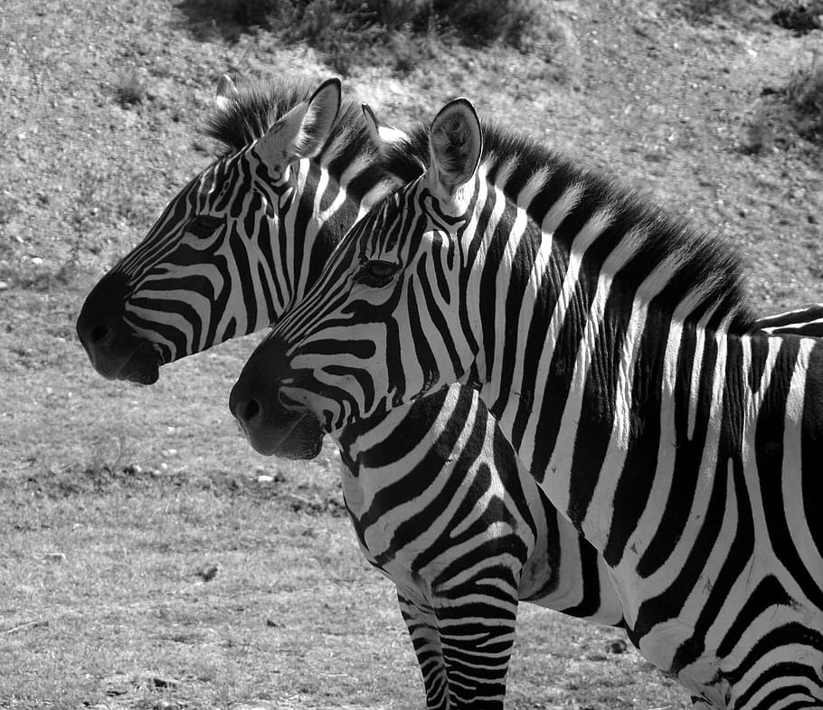 Zebra Print Black White, wilderness area, group of animals, animals in the wild, savannah