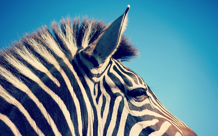 Zebra Simulator, animal body part, horse family, animal eye, mammals Free HD Wallpaper