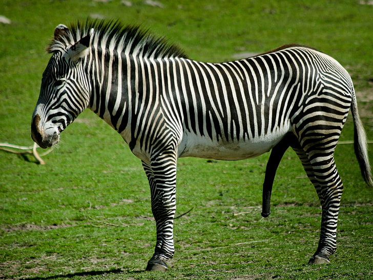 Zebra Stripes Pattern, plains zebra, herbivorous, kenya, steppe Free HD Wallpaper