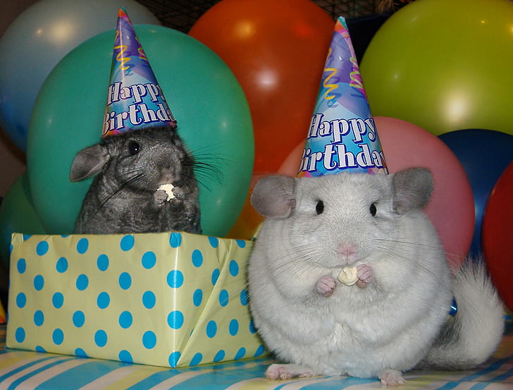 Animal Funny Birthday Wishes, birthday, chinchillas, birthday hats, animals Free HD Wallpaper