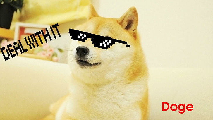 Astronaut Dog Meme, sunglass, dog, room, doge Free HD Wallpaper