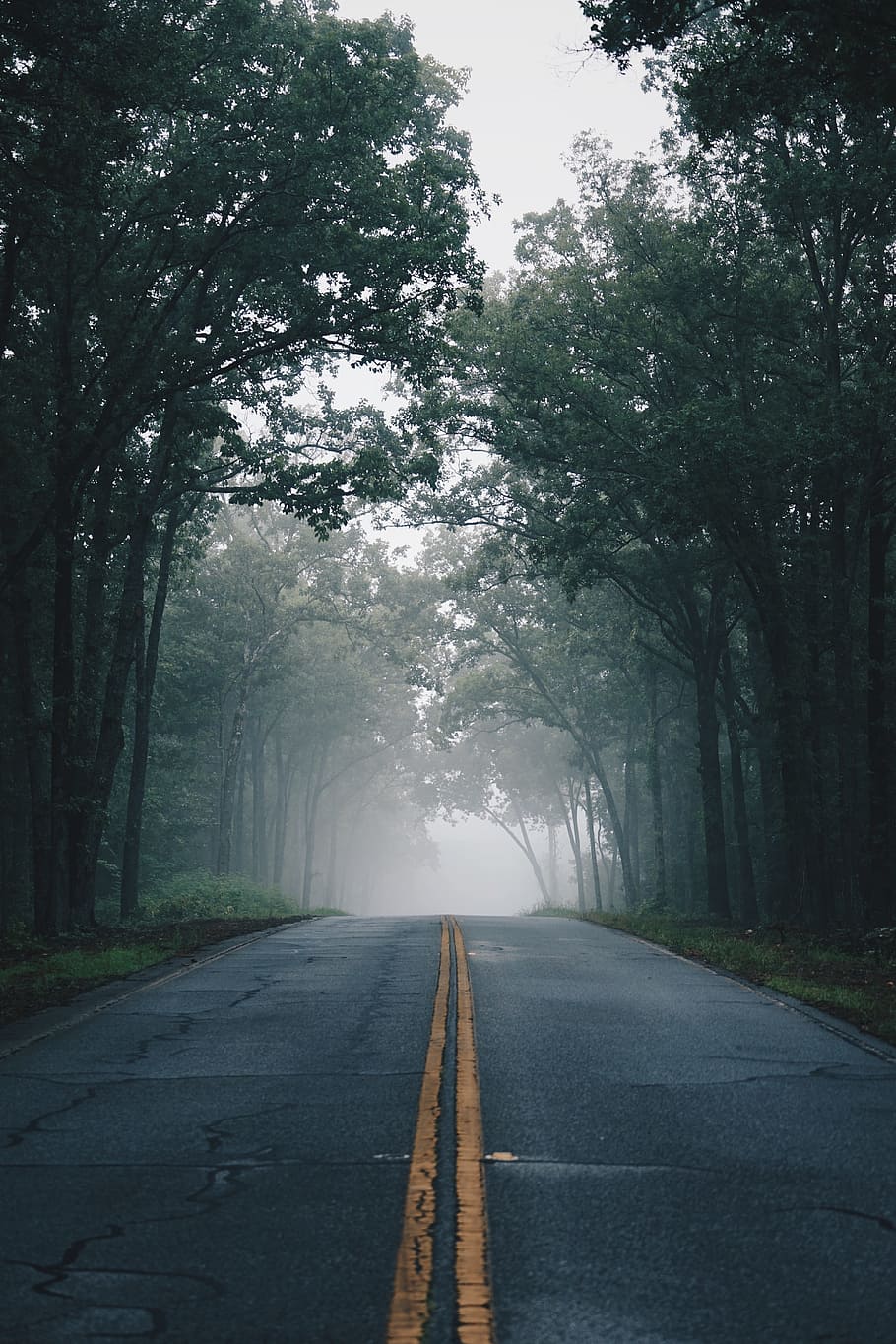 beauty in nature, scenics, sony, foggy road