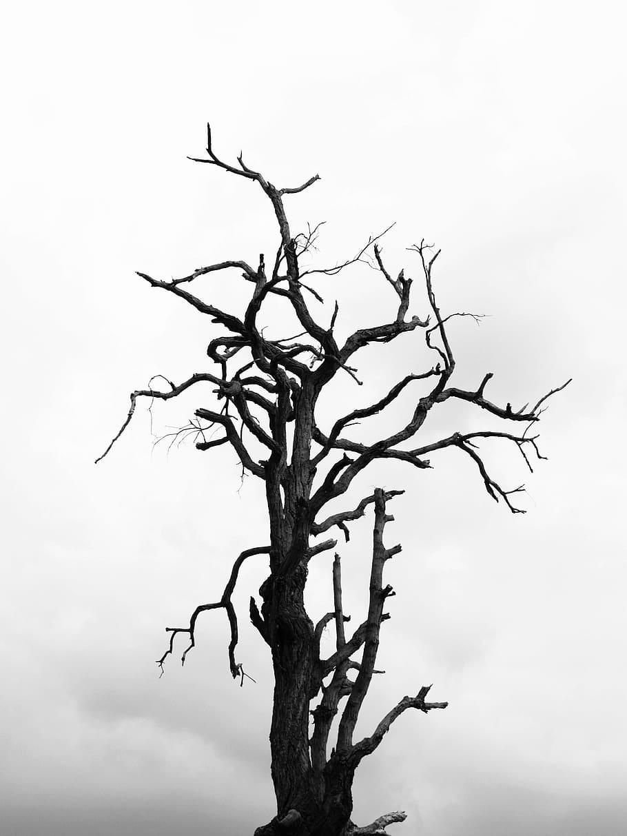 Blood Video Game, spooky, sky, trunk, dead tree Free HD Wallpaper