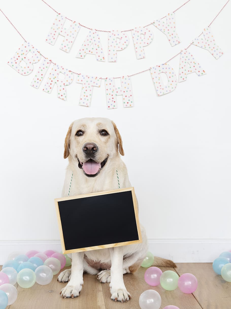 canine, doggy, pet dog, blackboard Free HD Wallpaper