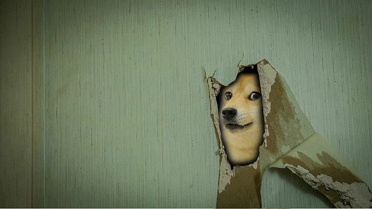 Cheems Meme, memes, doge Free HD Wallpaper