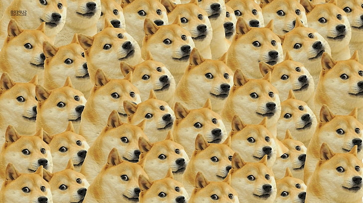 Cute Doge Meme, memes, doge, Doge, dog Free HD Wallpaper