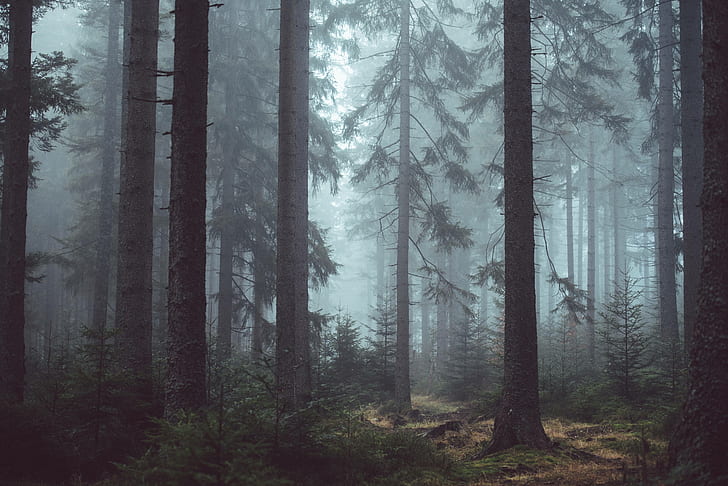 Forest Flowers, eerie, misty, mysterious, trees Free HD Wallpaper