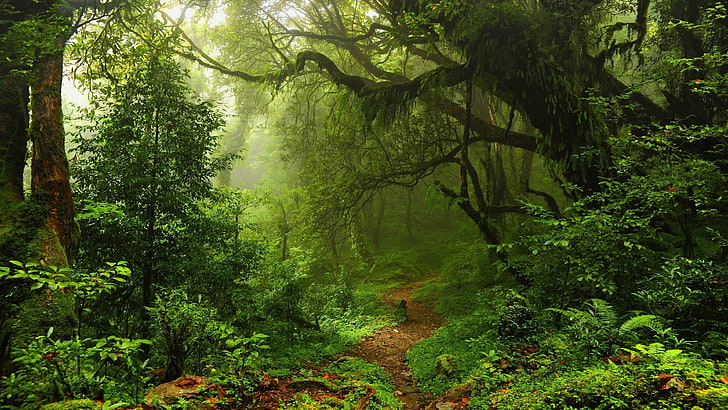 Forest, green forest, wilderness, woodland, riparian forest Free HD Wallpaper