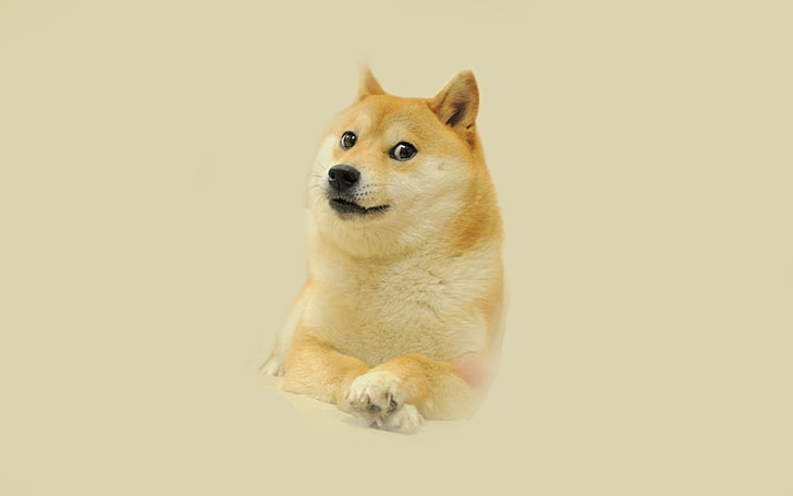 Internet Memes, humor, doge, shiba inu Free HD Wallpaper