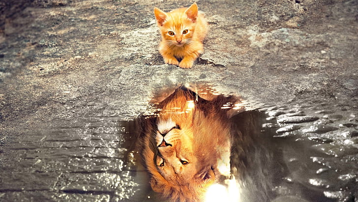 Kitten Reflection in Water Tiger, courageous, baby animals, imagination, cobblestone Free HD Wallpaper