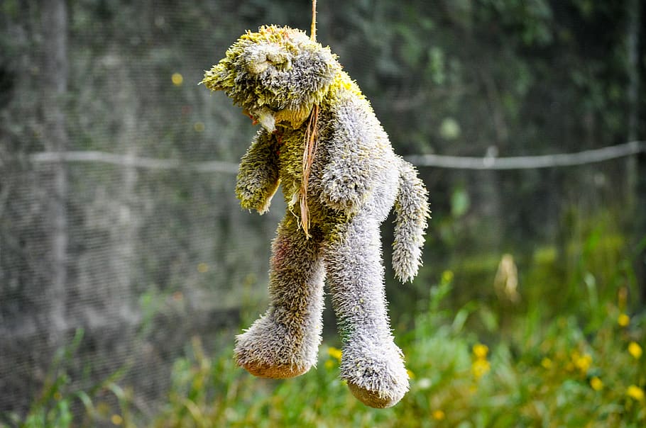 motion, plant, animals in the wild, focus on foreground