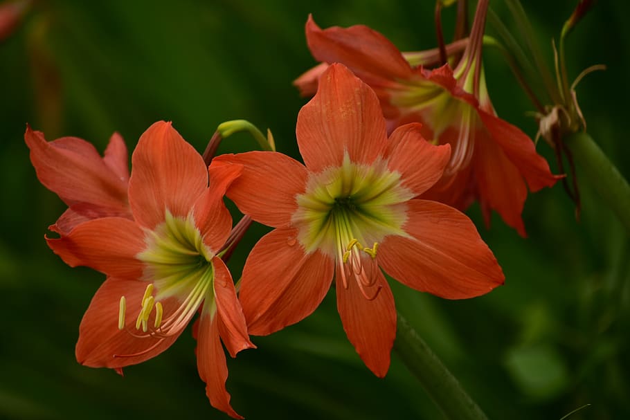 Orange Lily Painting, no people, focus on foreground, day, bouquet Free HD Wallpaper