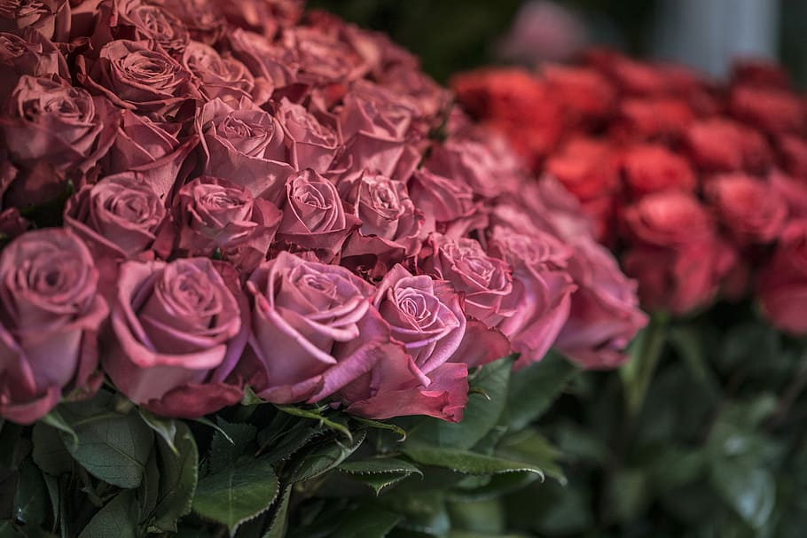 Pink Rose Bouquet, outdoors, abundance, inflorescence, large group of objects Free HD Wallpaper